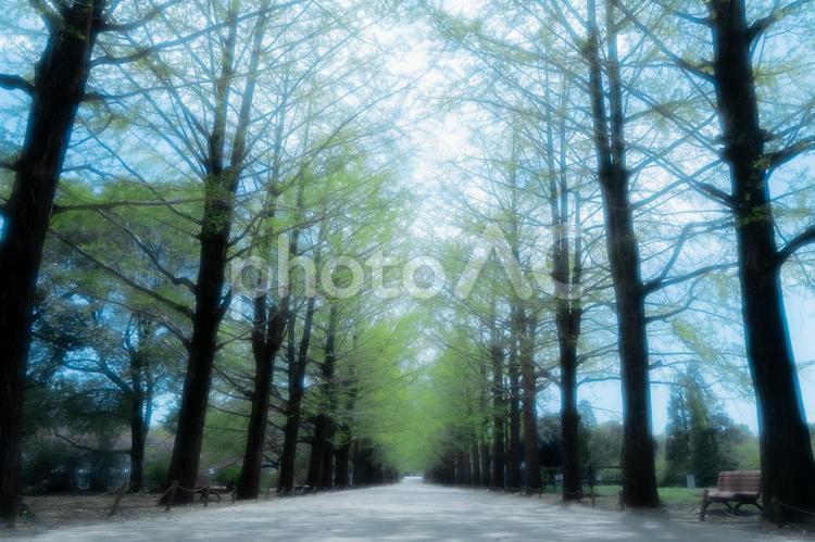 春・新芽のイチョウ並木 新芽,イチョウ,イチョウ並木の写真素材