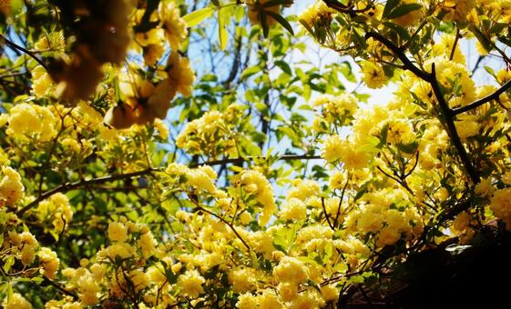 黄色い花と空の写真
