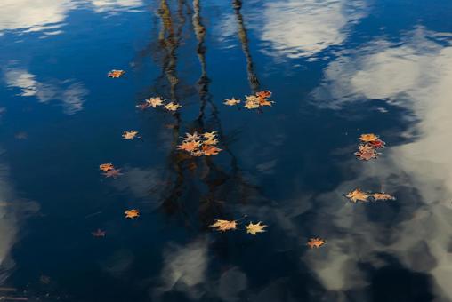 水に落ちた紅葉 水に落ちた紅葉 水,池,紅葉の写真素材