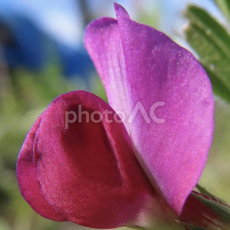 カラスノエンドウ（ヤハズエンドウ） カラスノエンドウ,ヤハズエンドウ,花の写真素材