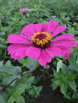 Zinnia Gorgeous Summer Pink, JPG