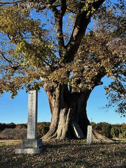 巨木 新治廃寺跡,遺跡跡,巨木の写真素材
