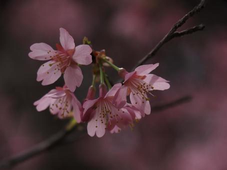 Cherry Blossom, fiori di ciliegio, il fiore di sakura, fiore, JPG