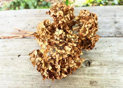 アジサイの花がら アジサイ,紫陽花,花がらの写真素材