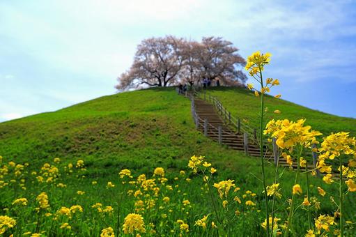 Rape blossoms at Sakitama Burial Mounds, JPG