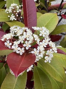 春の花 春の花の写真