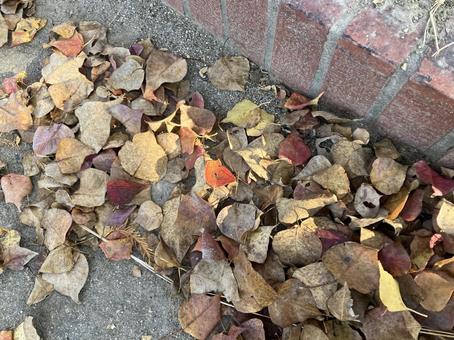 地面に溜まった落ち葉 紅葉,彩り,秋の写真素材