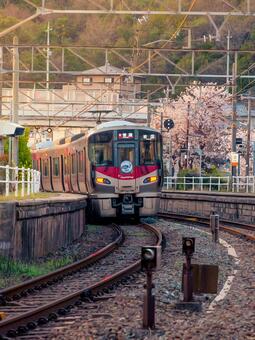 桜 桜,卒業,入学の写真素材