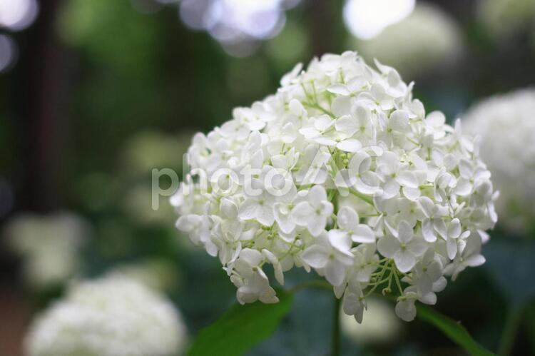 あじさい あじさい,紫陽花,アジサイの写真素材