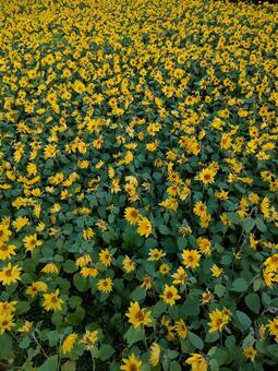 ひまわり畑 ひまわり畑,ひまわり,花の写真素材