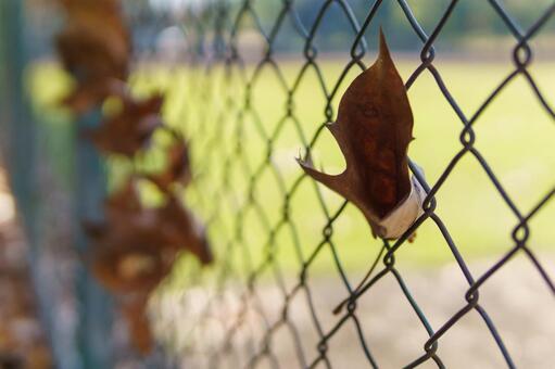 枯葉 枯葉の写真