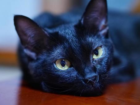 Photo, cat, black cat, a pet, 