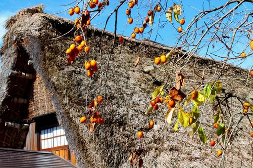 秋の白川郷 合掌造り集落の残り柿 秋の白川郷 合掌造り集落の残り柿 白川郷,合掌造り,集落の写真素材