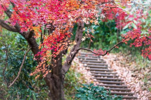 Maple leaves, JPG Maple leaves, JPG