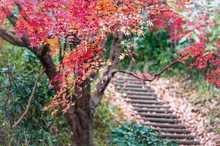 もみじの紅葉 もみじ,紅葉,秋の写真素材