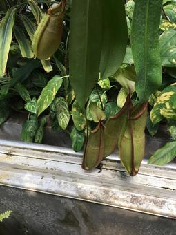 食虫植物ウツボカズラ ウツボカズラ,食虫植物,グリーンインテリアの写真素材