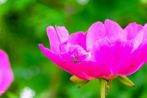 芍薬の花に止まるクモ 芍薬,花,クモの写真素材