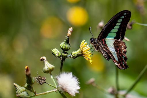 花蜜を吸うアオスジアゲハ アオスジアゲハ,青条揚羽,蝶々の写真素材