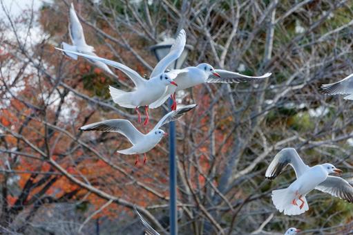 冬空を舞うユリカモメたち 冬空を舞うユリカモメたち ユリカモメ,カモメ,鳥の写真素材