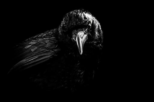 Photo, crow, monochrome, dark, 