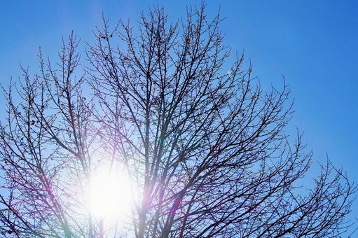 冬枯れの枝の向こうの朝日 朝日,眩惑,まぶしさの写真素材