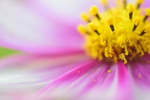 Cosmos flowers, JPG