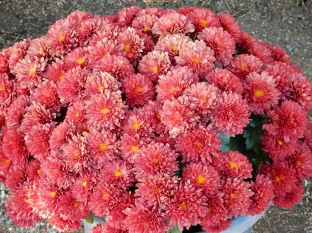 【風景写真】福山菊花展覧会の風景 キク,菊,菊花展の写真素材