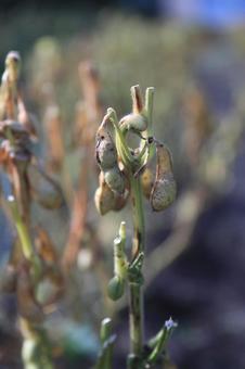 できの悪い丹波黒豆　葉を切り収穫前乾燥中 丹波黒豆,丹波種黒豆,黒豆の写真素材