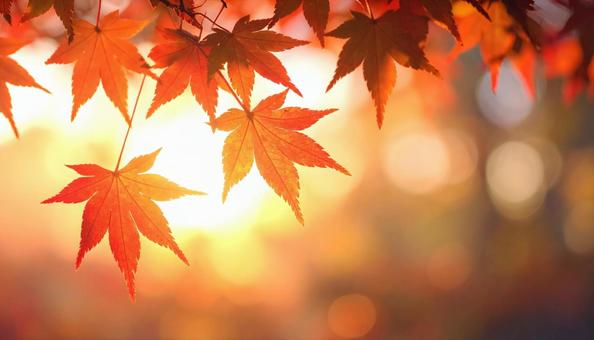 光が美しいもみじの葉の写真