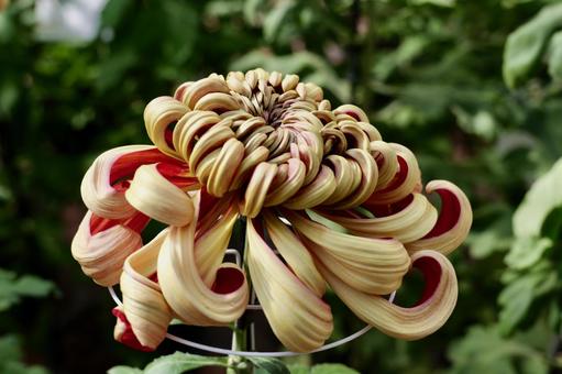 鎌倉, 大船フラワーセンターの菊の花 菊,大船フラワーセンター,鎌倉の写真素材