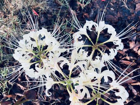花のクローズアップ 花のクローズアップの写真