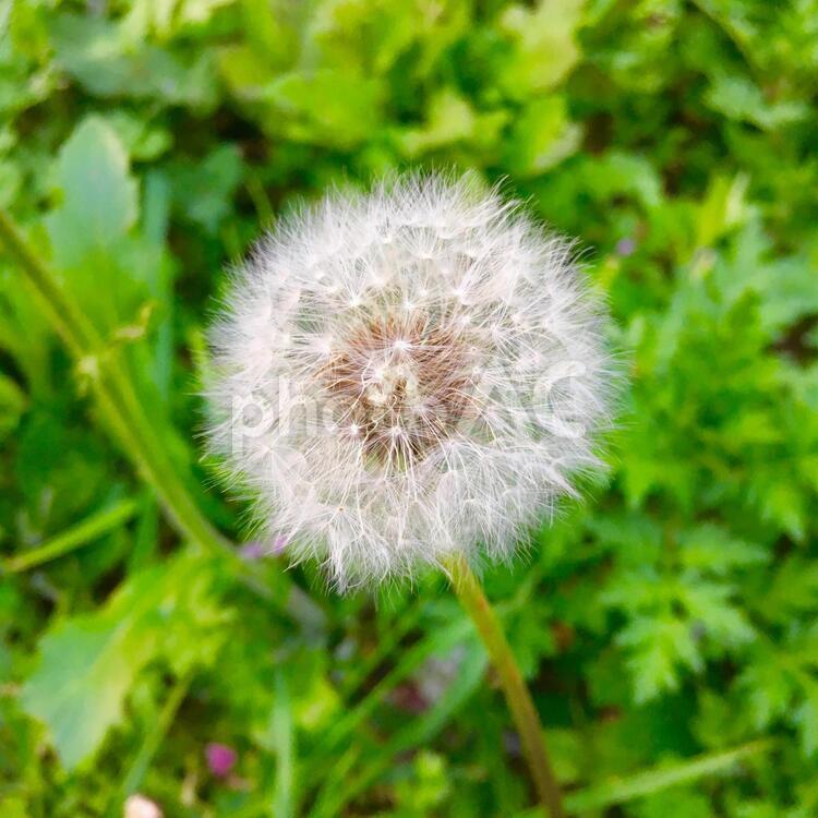 たんぽぽの綿毛 春,スプリング,綿毛の写真素材