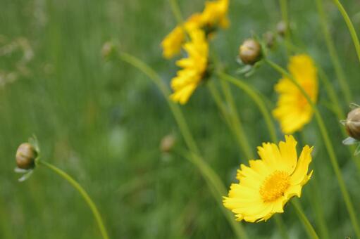 花緑 花緑の写真