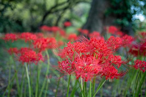 秋の草花　彼岸花４ 彼岸花,花,草花の写真素材