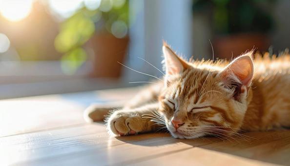 リラックスした雰囲気で昼寝する子猫 リラックスした雰囲気で昼寝する子猫の写真