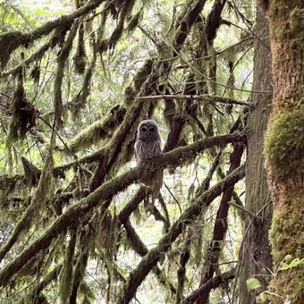野生動物 フクロウ 野生動物 フクロウの写真