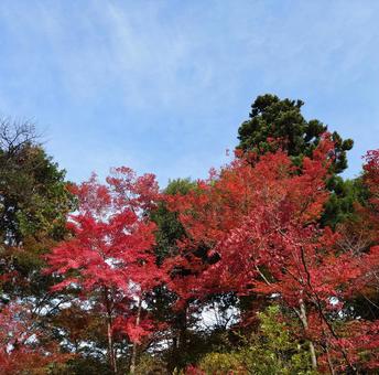 紅葉 秋,赤,オータムの写真素材