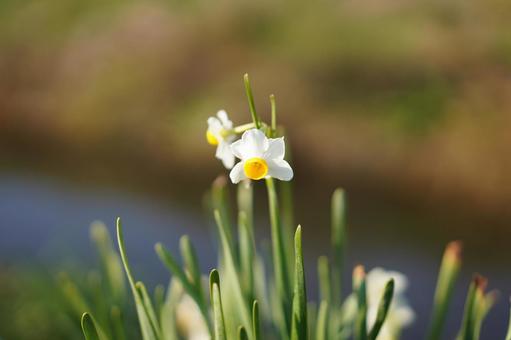 水仙の花(横) 水仙の花(横)の写真