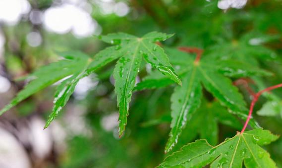 Raindrops on green maple leaves after the rain, JPG Raindrops on green maple leaves after the rain, JPG