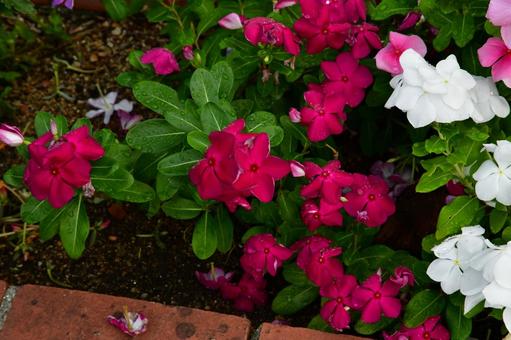 ニチニチソウ 赤 白 ニチニチソウ 赤 白の写真