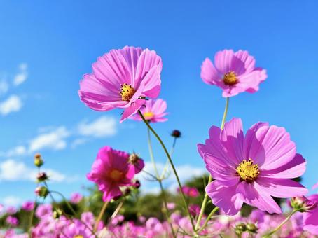 秋_コスモス01の写真