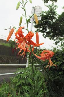 鬼百合 鬼百合の写真