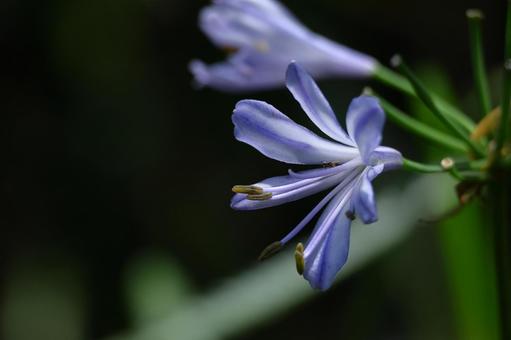 Photo, agapanthus, purple clam, murasaki kunsiran, 