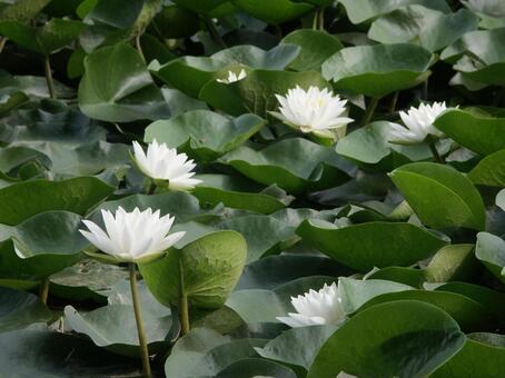 スイレン・睡蓮　咲く風景 水生植物,スイレン,自然の写真素材