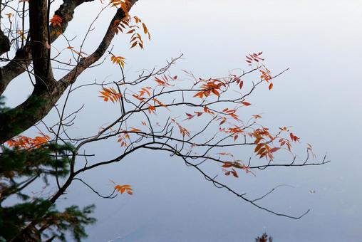 ちり際の紅葉 ちり際の紅葉,紅葉,赤い葉の写真素材