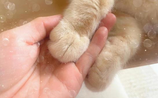 Photo, handshake, therapie, halten sie die hände, 