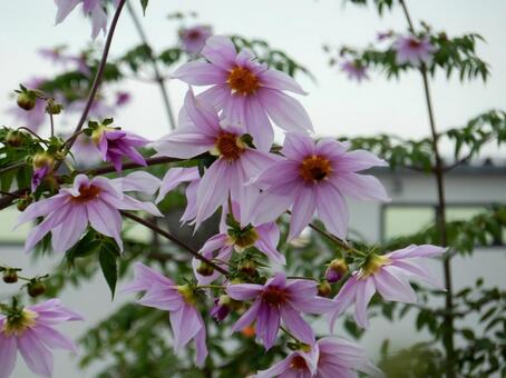 【花の写真】皇帝ダリア 皇帝ダリア,コウテイダリア,植物の写真素材