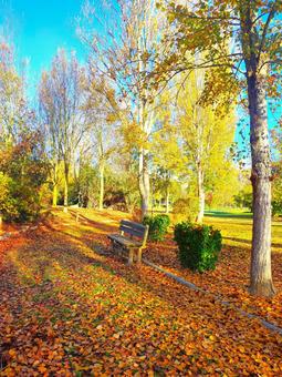 ベンチと秋の公園の写真