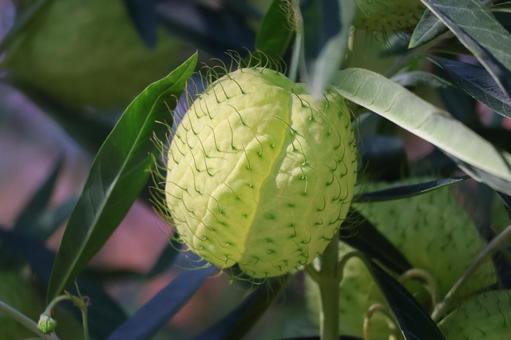 緑色のフウセントウワタの実のアップの写真