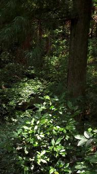 Disaster?! Turn back in the jungle while you can still see the path, jungle, woods, wood, JPG